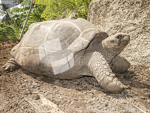 Image of Seychelles Giant tortoise