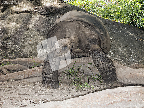 Image of Seychelles Giant tortoise