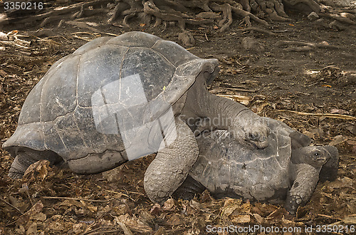 Image of Seychelles Giant tortoises mating