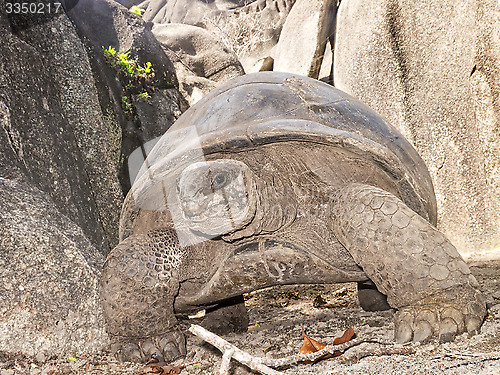 Image of Giant tortoise