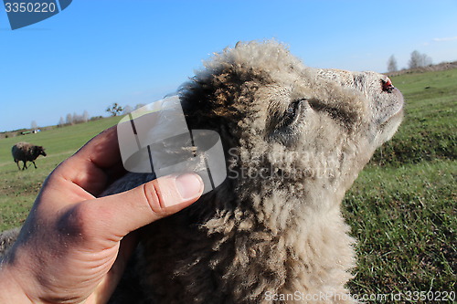 Image of hand strokes sheep on the head