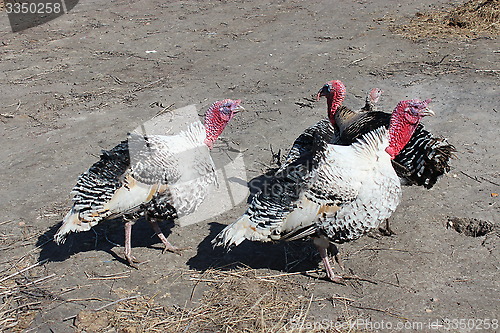 Image of turkeys in the village