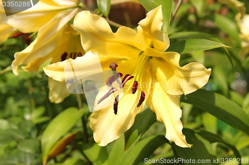Image of Yellow lilies blooming on a flowerbed