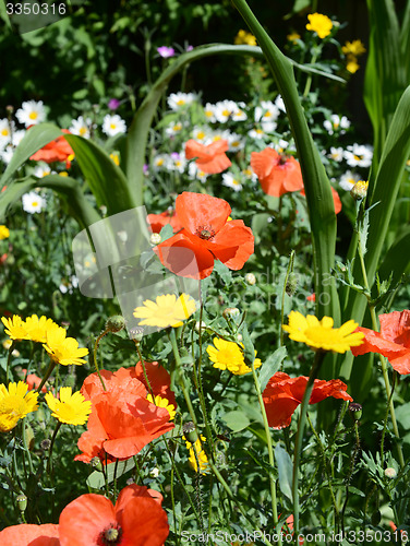 Image of Poppies, daisies and corn marigolds