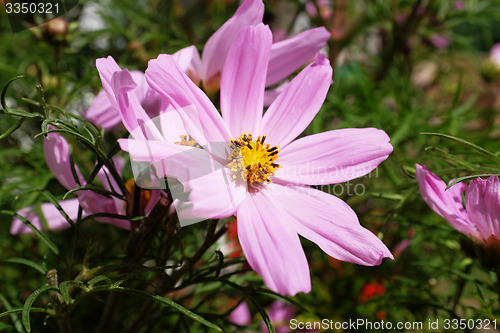 Image of Pink cosmos flower
