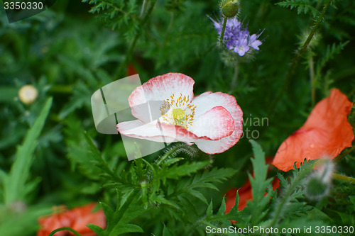 Image of White field poppy with red-tipped petals