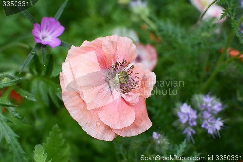 Image of Delicate pale pink field poppy