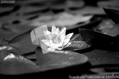 Image of Water lily in the lake