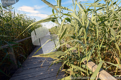 Image of Wooden path trough the reed