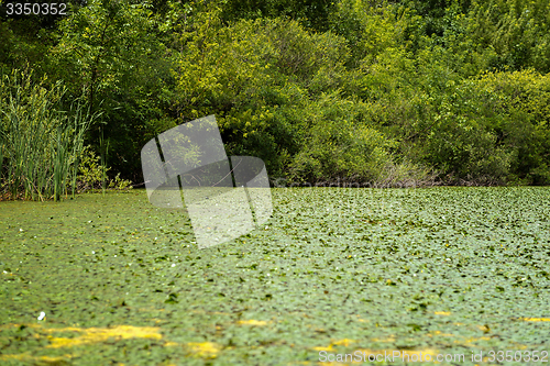 Image of Fresh green plants outdoors 