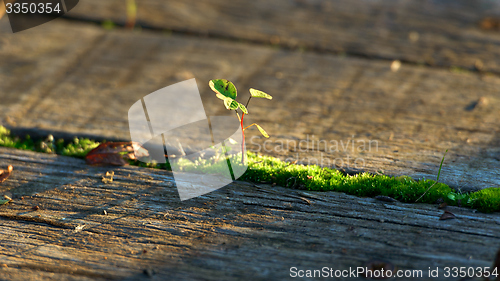 Image of Fresh green plant outdoors