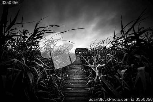 Image of Wooden path trough the reed