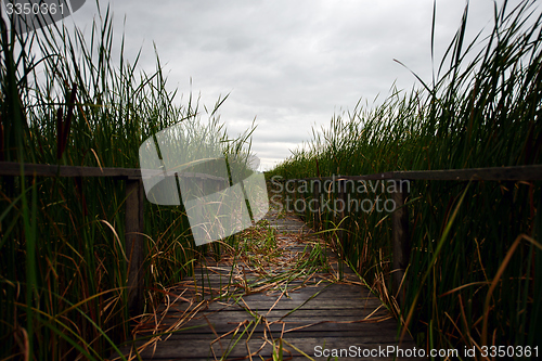 Image of Wooden path trough the reed