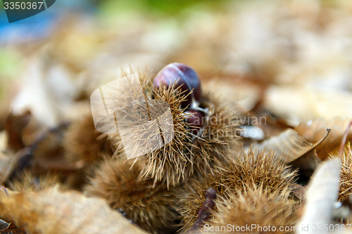 Image of Nuts background texture