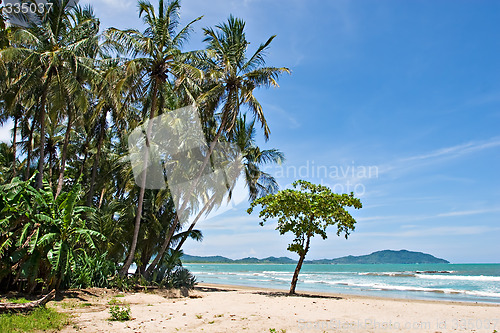 Image of Tropical Beach