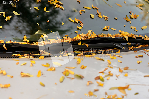 Image of Car\'s windshield with autumnal leaves