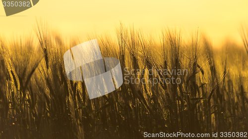 Image of Closeup photo of some fresh wheat