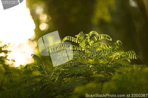 Image of Fresh green plants outdoors 