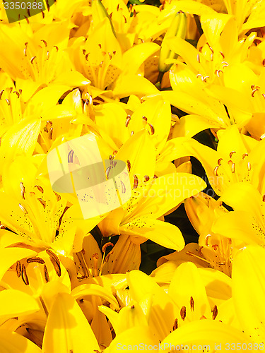 Image of Closeup of beautiful bouquet of yellow lilies