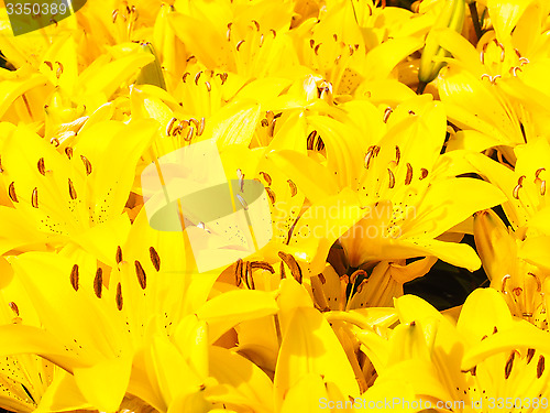 Image of Closeup of beautiful bouquet of yellow lilies