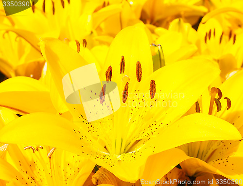 Image of Closeup of beautiful bouquet of yellow lilies