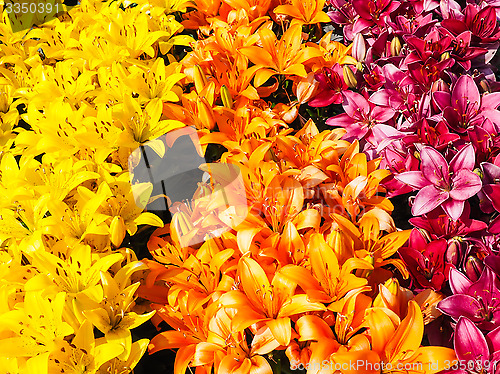 Image of Closeup of beautiful rows with yellow, orange and dark pink lili