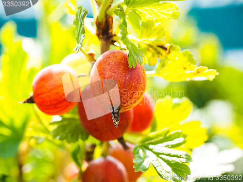 Image of Hinomeaki ribes at closeup on plant in sunlight