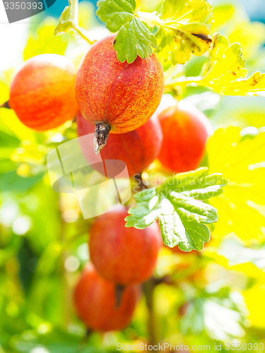 Image of Hinomeaki ribes at closeup on plant in sunlight