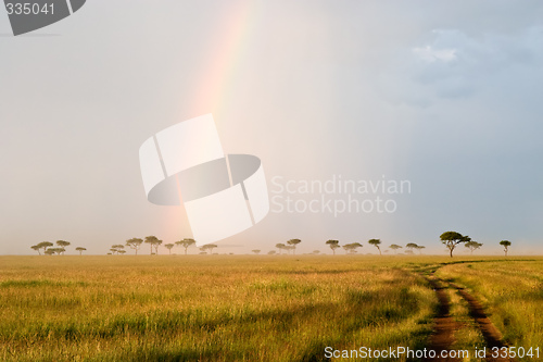Image of Rainbow in the Savannah