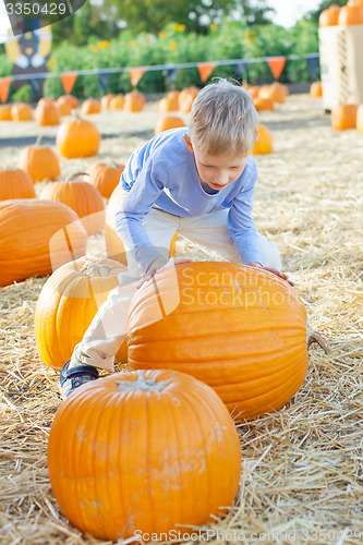 Image of pumpkin patch