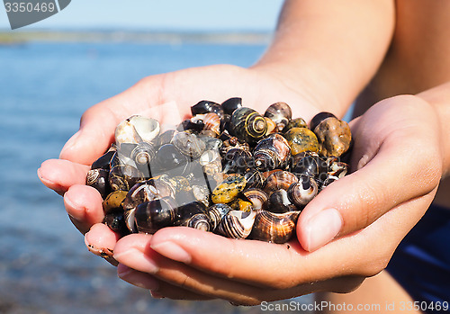 Image of Young female person with hands full of salt water snails on the 