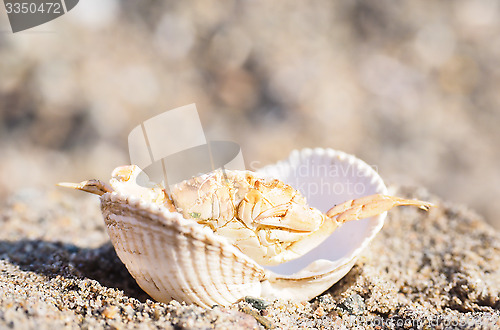 Image of Closeup of a crab hiding in a empty white clam in sand