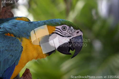 Image of Colorful Macaw