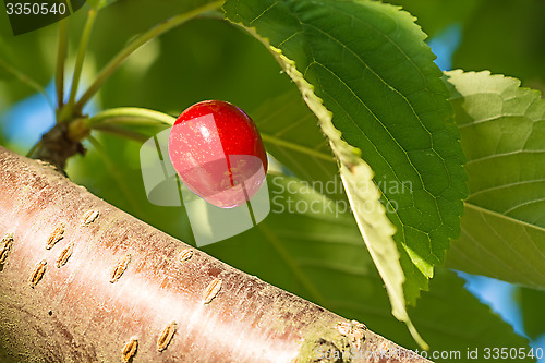 Image of Sweet cherry.