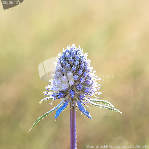 Image of Flower sea holly blue (eryngium planum).