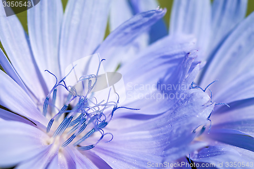Image of Flower of chicory.