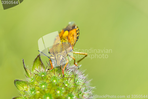 Image of Yellow shield bug.