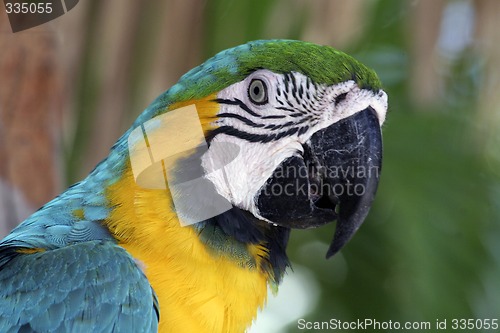 Image of Colorful Macaw