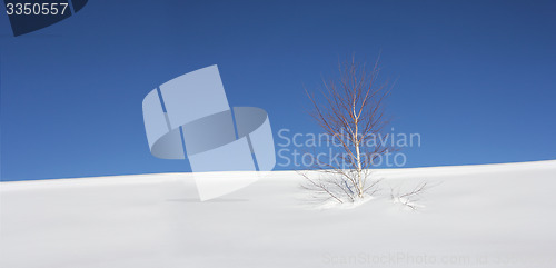 Image of Tree in snow