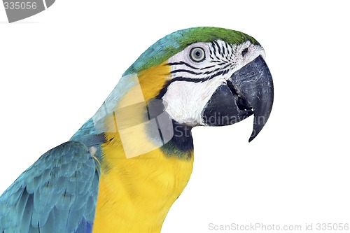 Image of Colorful Macaw