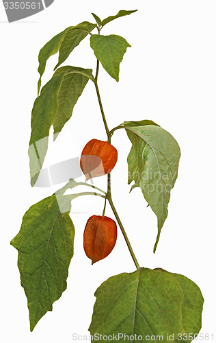 Image of Physalis fruit