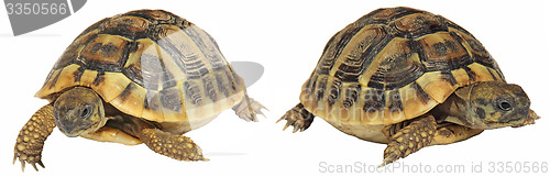 Image of Turtles