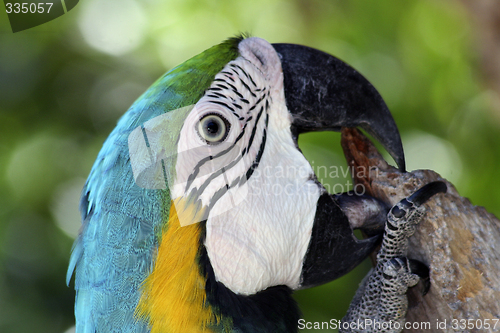 Image of Colorful Macaw