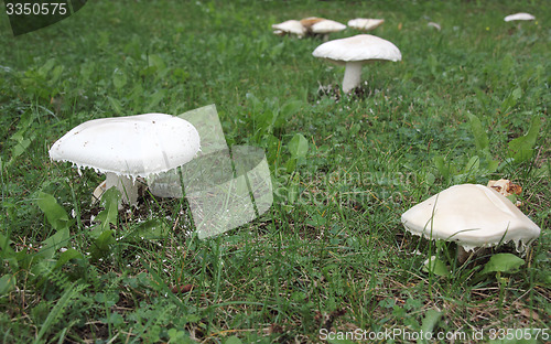 Image of Mushrooms