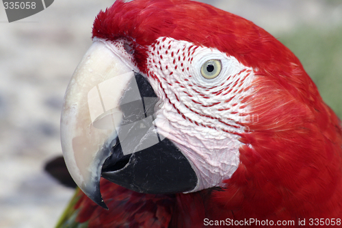 Image of Red Macaw