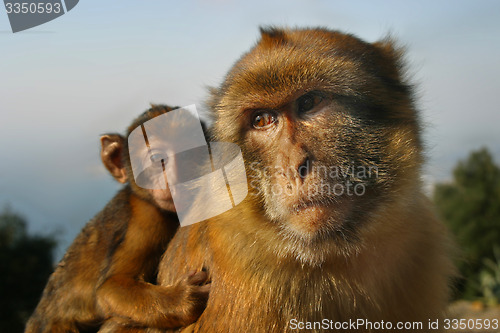 Image of Monkey1