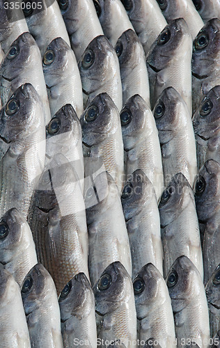 Image of Sea fish