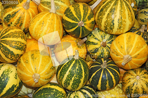 Image of Pumpkins\r\n\r\n