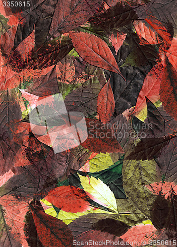 Image of Leaves background