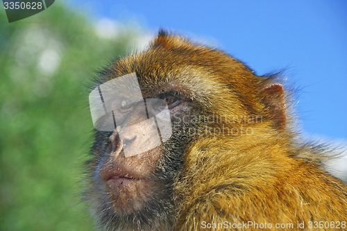 Image of Monkey